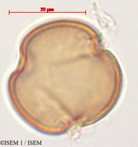 ISEM 1/Centropogon_subandinus_29333/Centropogon_subandinus_29333_0001(copy)_thumb.jpg